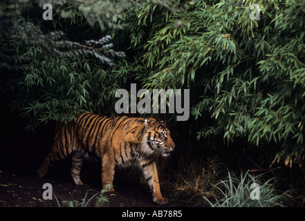 Tigre de Sumatra (Panthera tigris sumatrae), Banque D'Images