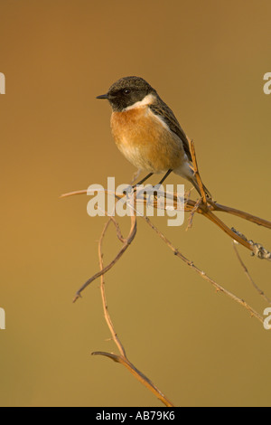 Saxicola torquata Stonechat mâle adultes à South Devon Angleterre Avril Banque D'Images