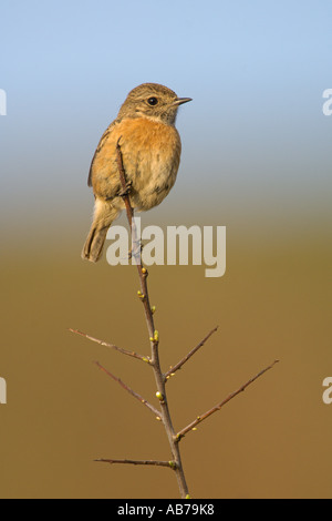 Saxicola torquata Stonechat femelle adultes à South Devon Angleterre Avril Banque D'Images