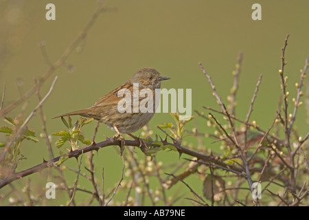 Nid ou une haie accentor Prunella modularis adultes printemps auburn South Devon Angleterre Avril Banque D'Images