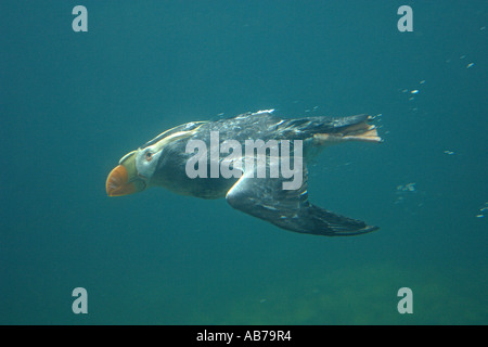 Le macareux huppé Lunda cirrhata plonger sous l'eau Banque D'Images