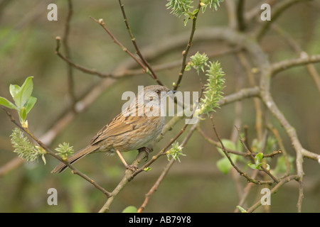 Nid ou une haie accentor Prunella modularis Avril Angleterre Cambridgeshire adultes Banque D'Images