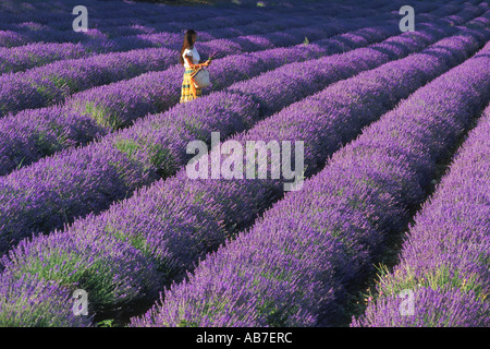 Femme en tenues locales marche à travers champ de lavande en Provence France Banque D'Images
