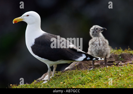 Noir grand goéland marin Larus marinus sur falaise avec chick et nice dark hors focus contexte skokholm Banque D'Images