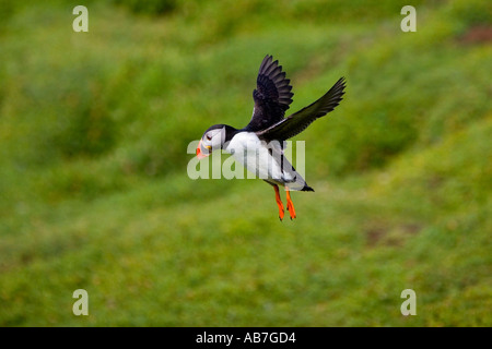 Macareux moine (Fratercula arctica) en vol entrée en terre skokholm Banque D'Images