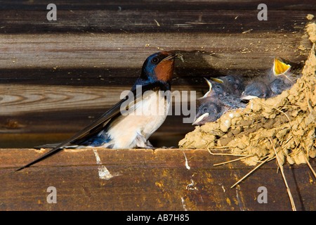 Swallow Hirundo rustica au nid nourrir les jeunes dans la région de old farm barn potton bedfordshire Banque D'Images