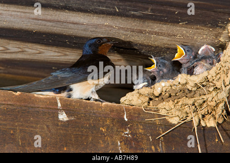 Swallow Hirundo rustica au nid nourrir les jeunes dans la région de old farm barn potton bedfordshire Banque D'Images