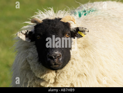Scottish Blackface Sheep (vue de face de visage noir foncé, tête, yeux, museau, dos) stands, étoiles et regards à la caméra - Yorkshire Dales, Angleterre, Royaume-Uni. Banque D'Images