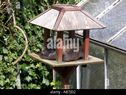 Sleepy, fluffy, chat gris et relaxant jardin sur un tableau d'oiseaux à l'ombre, le bol de nourriture, en vertu de sa queue - Yorkshire, Angleterre, Royaume-Uni. Banque D'Images