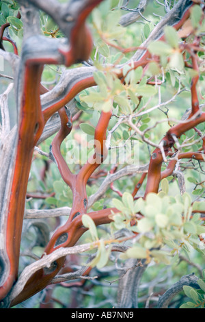 Arbre généalogique Manzanita gros plan le nord de l'Arizona Banque D'Images