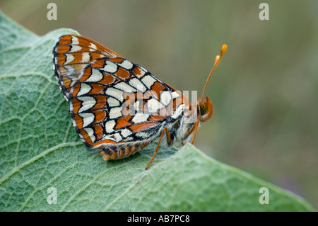 Anicia PAPILLON (Euphydryas anicia Checkerspot) comté de Kittitas, WASHINGTON STATE USA Banque D'Images