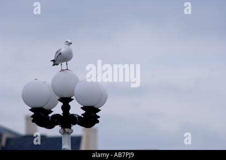 Seagull sur une lampe Banque D'Images