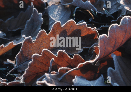 Chêne sessile (Quercus petraea), feuille de plomb gel, Allemagne Banque D'Images