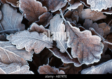 Chêne sessile (Quercus petraea), feuille de plomb gel, Allemagne Banque D'Images