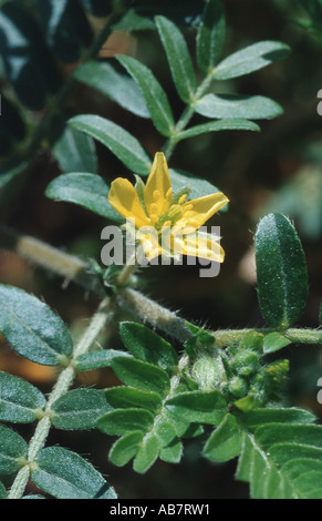 Crevaison-vigne (Tribulus terrestris), sur un champ Banque D'Images