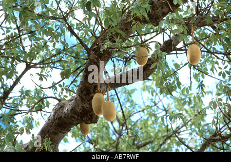 Baobab, pain de singe, singe tamarin (Adansonia digitata), fruits, Botswana Banque D'Images