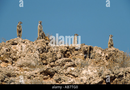 À queue fine, suricate (Suricata suricatta) suricates, vigilante group, Afrique du Sud Banque D'Images