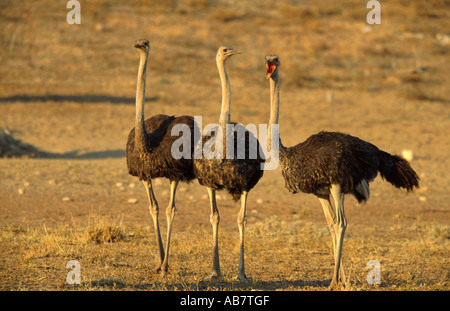 Autruche (Struthio camelus), groupe de femmes, Afrique du Sud, le parc transfrontalier Kgalagadi NP Banque D'Images