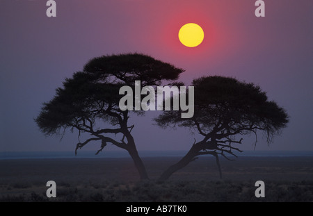 Parapluie parapluie Thorn Acacia, l'Acacia (Acacia tortilis), coucher de soleil, la Namibie, Etosha NP Banque D'Images