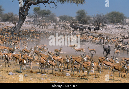 Sprinboks, zèbres et gnous au waterhole, Namibie Banque D'Images