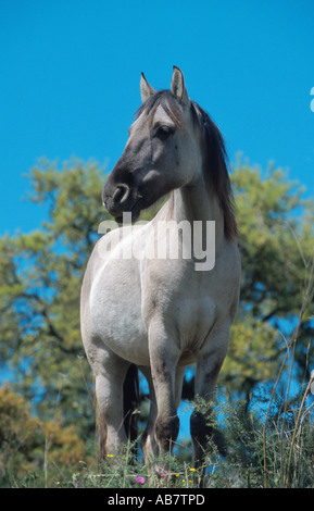 Sorraia (Equus przewalskii f. caballus), Standing on meadow Banque D'Images