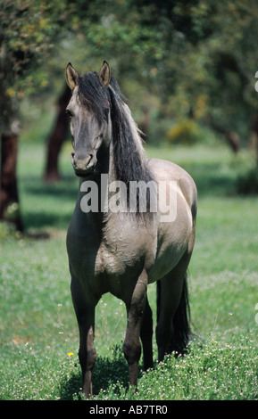 Sorraia (Equus przewalskii f. caballus), Standing on meadow Banque D'Images
