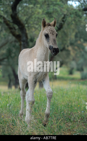 Sorraia (Equus przewalskii f. caballus), poulain on meadow Banque D'Images