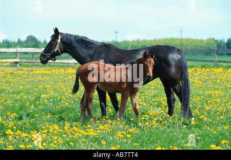 Cheval Trakehner (Equus przewalskii f. caballus), avec poulain sur paddock Banque D'Images