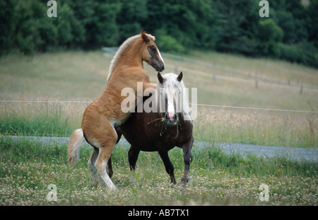 Cheval domestique (Equus caballus przewalskii. f), mare et son poulain, poulain debout avec pattes de devant à l'arrière de mare Banque D'Images