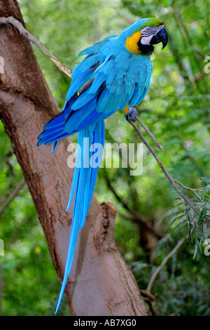 Ara bleu et jaune (Ara ararauna), Sitting on twig Banque D'Images