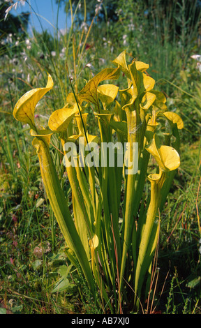 La sarracénie pourpre, jaune corne huntsman (Sarracenia flava), plante Banque D'Images