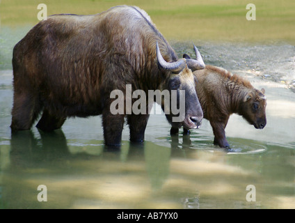 Takin (Budorcas taxicolor), la mère et son veau, debout dans l'arrosage-place Banque D'Images