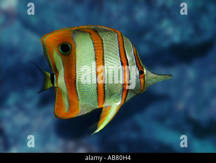 Les bandes de cuivre chelmon à bec médiocre, médiocre, médiocre, long bec beaked coralfish (Chelmon Rostratus) Banque D'Images