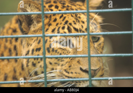 Chinois du léopard (Panthera pardus japonensis), portrait, frontal, dans la cage derrière lattice, captive Banque D'Images