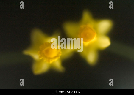 Jonquilles jaune tourné sur fond noir sous verre dépoli Banque D'Images