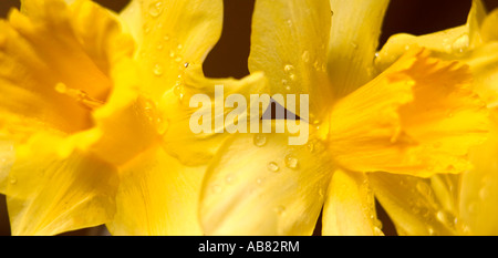 Jonquilles jaune tourné sur fond noir Banque D'Images