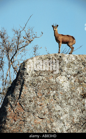 Klippspringer (Oreotragus oreotragus), debout sur le roc, Afrique du Sud, Kruger NP Banque D'Images