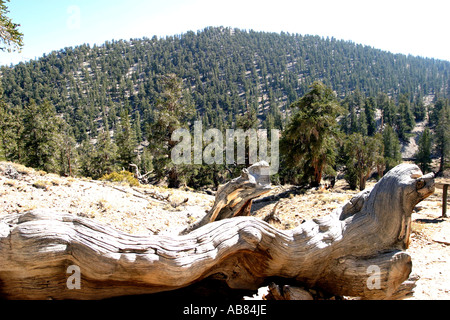 Bristlecone Pine (Pinus aristata), la plus ancienne des choses vivantes sur terre, près de 5000 ans d'arbres dans cette forêt, USA, Californ Banque D'Images