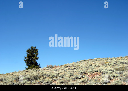 Bristlecone Pine (Pinus aristata), l'un des plus anciens êtres vivants sur terre, près de 5000 ans, USA, Californie Banque D'Images