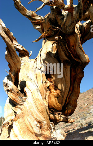 Bristlecone Pine (Pinus aristata), l'un des plus anciens êtres vivants sur terre, près de 5000 ans, USA, Californie Banque D'Images