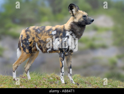 Chien sauvage d'Afrique (Lycaon pictus) Banque D'Images