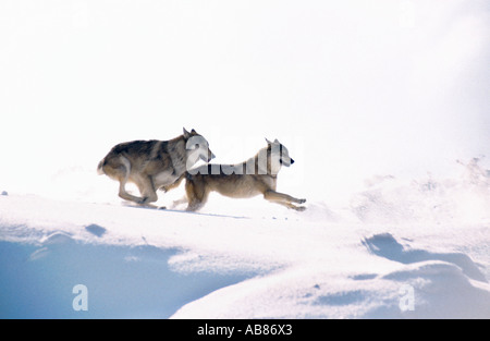 Le loup gris d'Europe (Canis lupus lupus), dans la neige, l'Italie, Abruzzes NP, de montagnes Maiella Banque D'Images