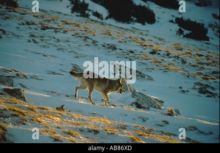 Le loup gris d'Europe (Canis lupus lupus), dans des paysages de montagne, l'Italie, Abruzzes NP, de montagnes Maiella Banque D'Images