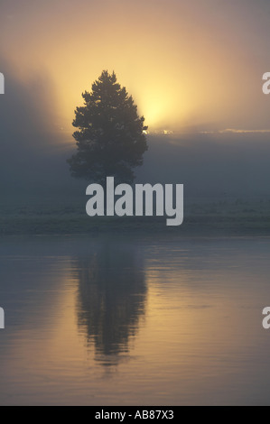 Le pin noir, le pin tordu, port pin (Pinus contorta), silhouette contre misty le lever du soleil, Allemagne Banque D'Images