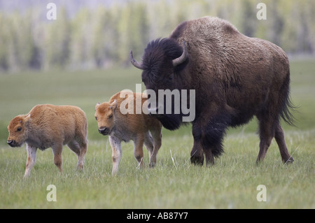 American bison, Bison (Bison bison), la mère et les deux veaux marche sur prairie, États-Unis Banque D'Images