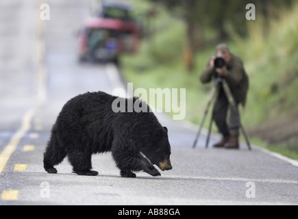 Ours noir (Ursus americanus), la marche de l'autre côté de la rue en face de photographe, USA Banque D'Images