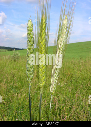Le blé tendre, cultivé du blé (Triticum aestivum), whaet (Triticum aestivum, à gauche) et le seigle (Secale cereale, droite) dans comparisi Banque D'Images