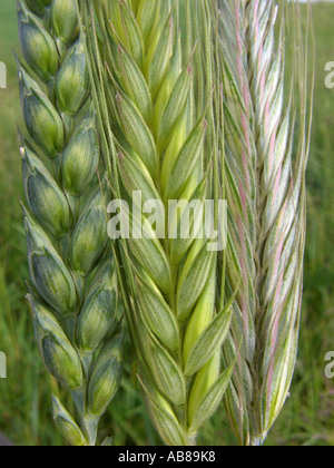Le blé tendre, cultivé du blé (Triticum aestivum), whaet (Triticum aestivum, à gauche) et le seigle (Secale cereale, droite) dans comparisi Banque D'Images