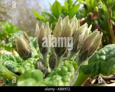 Mandragore (Mandragora officinarum), les fleurs Banque D'Images