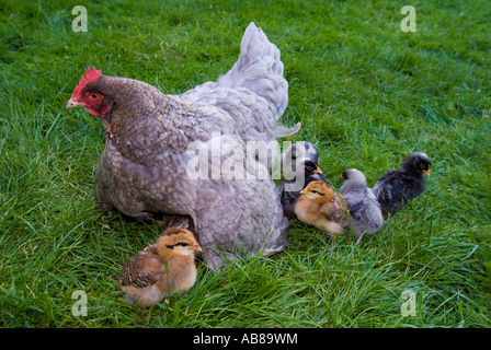 La mère poule avec poussins sous une semaine issues des œufs pondus par plus d'une poule de l'alimentation des cultures plein Banque D'Images